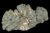 2.2" Iridescent, Pyritized Ammonite Fossil - Russia - #181229-1